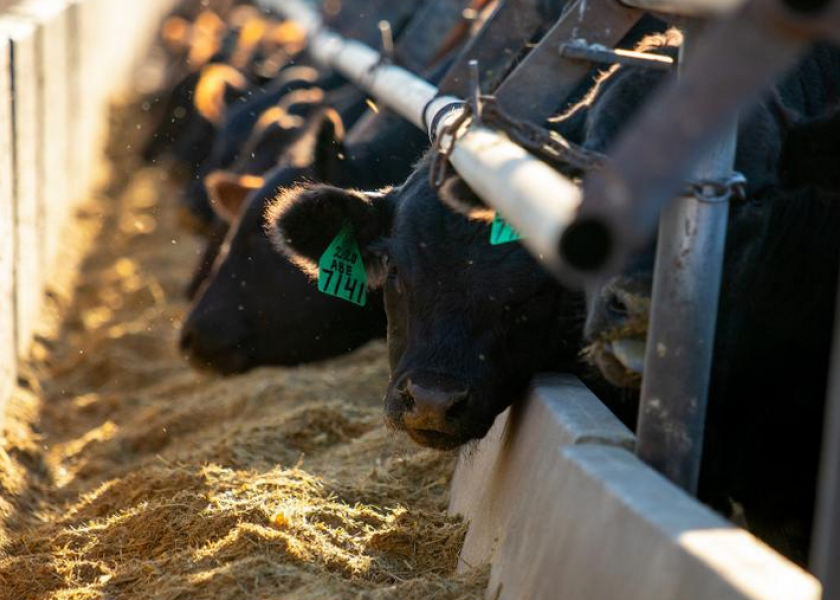 Automatic feeders on sale for beef cattle